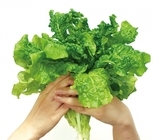 セキュリテ（ミュージックセキュリティーズ株式会社）のプレスリリース画像1