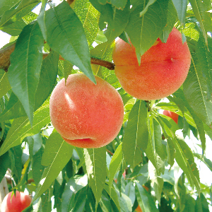 株式会社レンタスのプレスリリース画像2