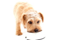 株式会社クラウディアのプレスリリース画像2