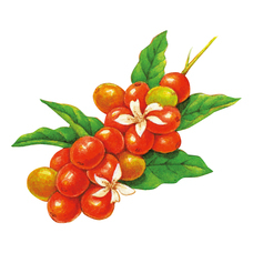 株式会社ドトールコーヒーのプレスリリース画像2