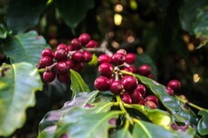 株式会社ドトールコーヒーのプレスリリース画像2