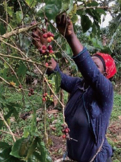 株式会社ドトールコーヒーのプレスリリース画像1