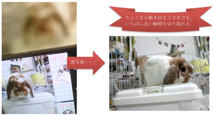 うさぎをかわいく撮ることに特化した うさぎカメラ が登場 うさぎに特化した写真 飼育日記アプリ うさぎ広場 に うさぎを撮りやすいカメラ機能が搭載されました 秋田 潤のプレスリリース うさぎをかわいく撮ることに特化した うさぎカメラ が登場 うさぎに特化した写真 飼育日記アプリ うさぎ広場 に うさぎを撮りやすいカメラ機能が搭載されました 秋田 潤のプレスリリース