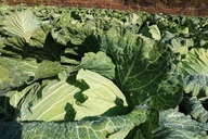 札幌国際観光株式会社　のプレスリリース画像1