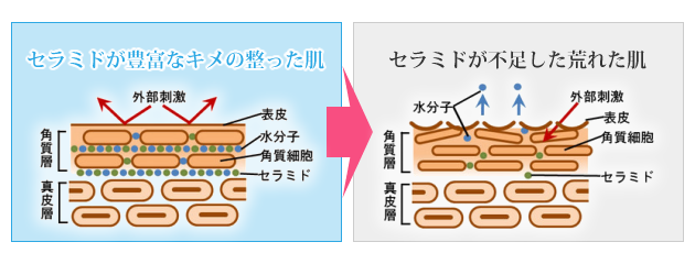 天然ヒト型セラミド配合の基礎化粧品 Toji Ki 杜氏肌 シリーズが新発売 株式会社セレブレイト スタイルのプレスリリース