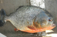 亜細亜TokyoWorld株式会社 のプレスリリース画像2