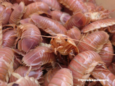 亜細亜TokyoWorld株式会社 のプレスリリース画像2