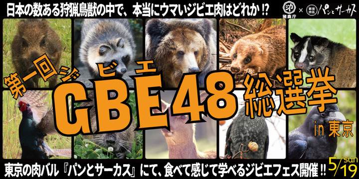 即納 アライグマの頭骨 頭骨 骨格標本 剥製販売 Core Box