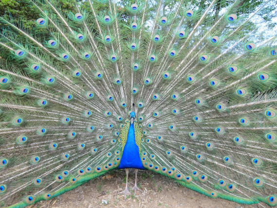 日本初 10 1より 孔雀ラーメン が錦糸町のジビエ居酒屋 米とサーカス で販売スタート 沖縄 宮古島で有害鳥獣とされるクジャクで出汁をとった塩ラーメンです 株式会社 亜細亜tokyoworldのプレスリリース 日本初 10 1より 孔雀ラーメン が錦糸町のジビエ居酒屋 米とサーカス で販売スタート 沖縄 宮古島で有害鳥獣とされるクジャクで出汁をとった塩ラーメンです 株式会社 亜細亜tokyoworldのプレスリリース