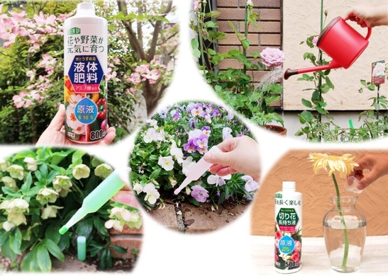 花 野菜 観葉植物を元気に 液体肥料 活力剤 切り花長持ち液 新発売 紀陽除虫菊株式会社のプレスリリース 花 野菜 観葉植物を元気に 液体肥料 活力剤 切り花長持ち液 新発売 紀陽除虫菊株式会社のプレスリリース