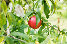 株式会社みんなの農業のプレスリリース画像6