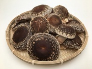 ネクストイノベーション株式会社のプレスリリース画像2