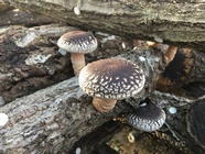 ネクストイノベーション株式会社のプレスリリース画像1