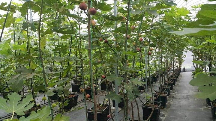 ソーラーシェアリングとコンテナを用いた超密植省力イチジク栽培で安定した営農を実現 ネクストイノベーション株式会社のプレスリリース ソーラーシェアリングとコンテナを用いた超密植省力イチジク栽培で安定した営農を実現 ネクストイノベーション株式会社のプレスリリース