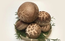 ネクストイノベーション株式会社のプレスリリース画像1