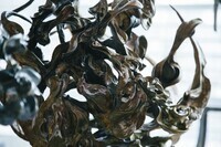 神戸アートマルシェ実行委員会のプレスリリース画像5