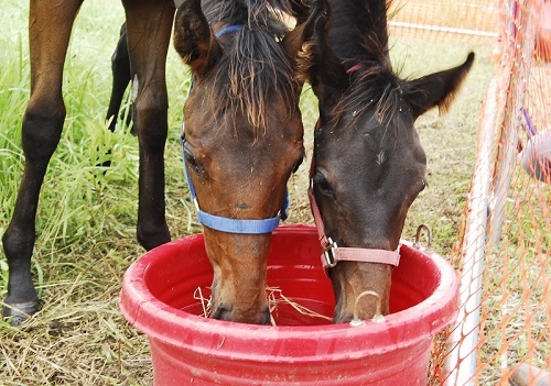 株式会社 馬事学院のプレスリリース画像2