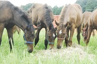 株式会社 馬事学院のプレスリリース画像4