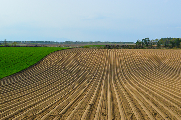 農業生産法人 株式会社松橋農場のプレスリリース画像3