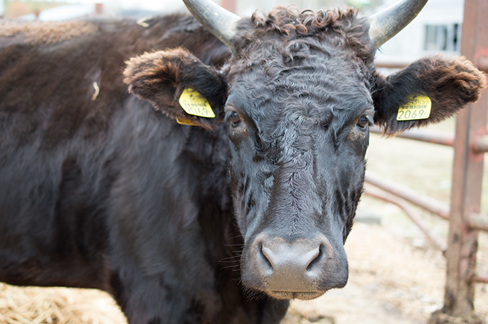 農業生産法人 株式会社松橋農場のプレスリリース画像5