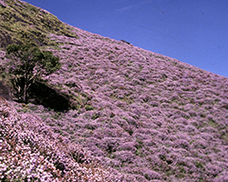 国際航空旅行サービス株式会社のプレスリリース