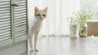 武田薬品工業株式会社のプレスリリース画像4