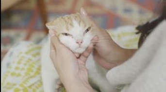 武田薬品工業株式会社のプレスリリース画像6