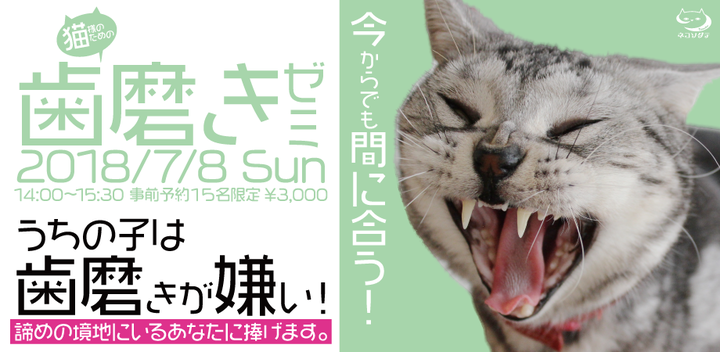 ネコソダテのプレスリリース画像1