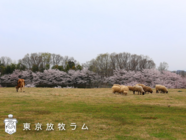 株式会社サンメレのプレスリリース画像1