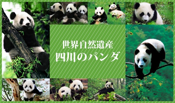 上海市旅游局のプレスリリース画像3