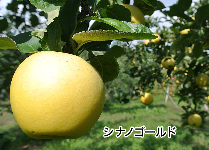 長野市の観光と物産展実行委員会のプレスリリース画像2