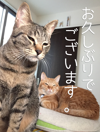 株式会社ビズ・ナビ＆カンパニーのプレスリリース画像5