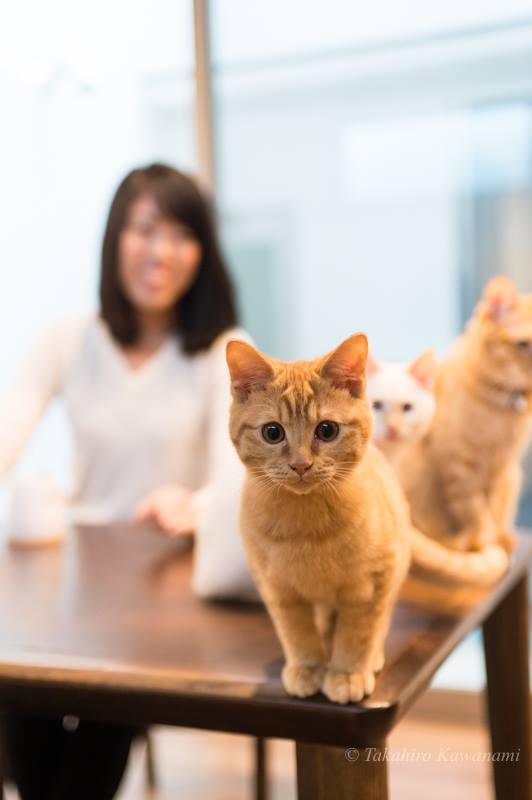 株式会社ビズ・ナビ＆カンパニーのプレスリリース画像3