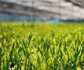 日本茶専門店　新緑園のプレスリリース画像3