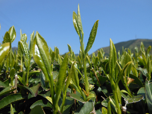 株式会社ファースのプレスリリース画像6