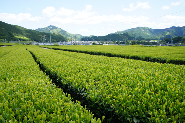 株式会社ファースのプレスリリース画像9