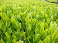 株式会社ファースのプレスリリース画像8