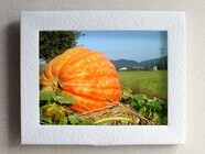 有限会社ハートブレーンのプレスリリース画像5