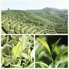 THE PUER TEA（有限会社勝樺工芸）のプレスリリース画像6