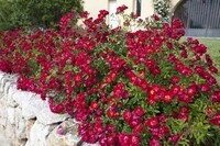 株式会社小林ナーセリーのプレスリリース画像1