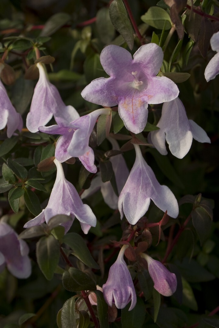 株式会社小林ナーセリーのプレスリリース画像2