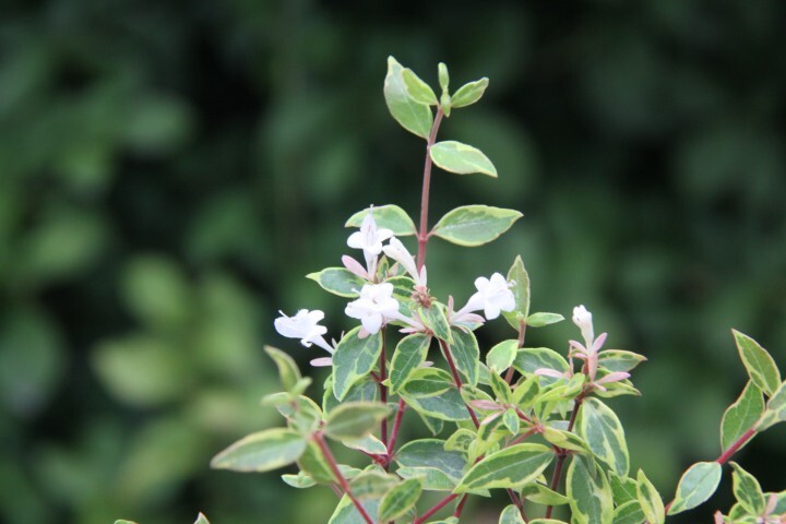 株式会社小林ナーセリーのプレスリリース画像3