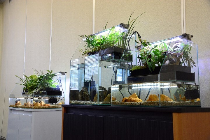 アクアリウムwebマガジン キワメテ！水族館のプレスリリース画像1