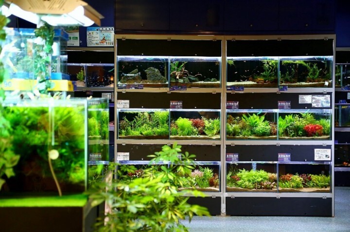 アクアリウムwebマガジン キワメテ！水族館のプレスリリース画像1