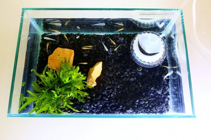 アクアリウムwebマガジン キワメテ！水族館のプレスリリース画像1