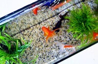 アクアリウムwebマガジン キワメテ！水族館のプレスリリース画像1