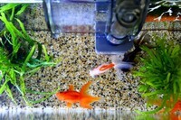 アクアリウムwebマガジン キワメテ！水族館のプレスリリース画像1