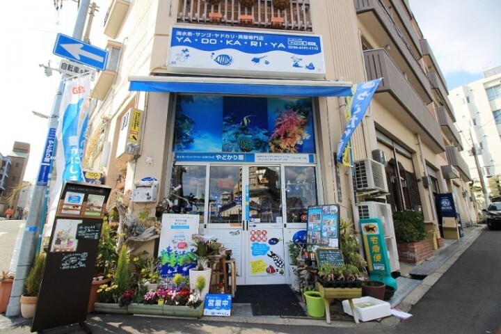 アクアリウムwebマガジン キワメテ！水族館のプレスリリース画像1