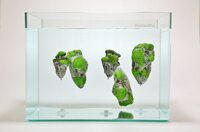 アクアリウムwebマガジン キワメテ！水族館のプレスリリース