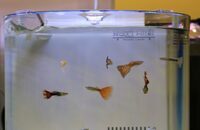 アクアリウムwebマガジン キワメテ！水族館のプレスリリース